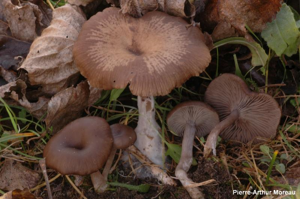 Clitocybe pâlissant © PA. Moreau