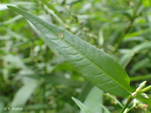 Renouée Poivre d'eau © 