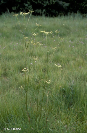 Silaüs des prés, Cumin des prés © S. Filoche