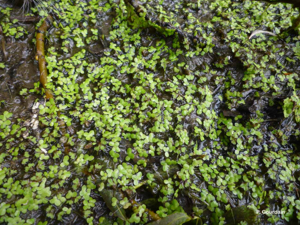 Petite lentille d'eau © P. Gourdain