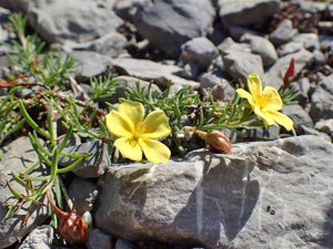 Fumana à tiges retombantes, Fumana vulgaire, Hélianthème nain © 
