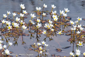 Renoncule blanche, Renoncule toute blanche © E. SANSAULT - ANEPE Caudalis