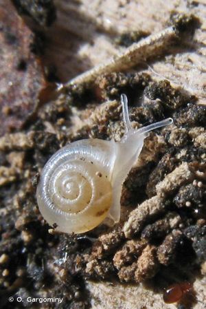 Vallonie trompette © O. Gargominy