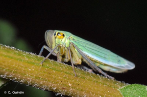 Cicadelle verte © C. Quintin