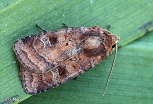 Noctuelle belle (La) © D. Morel