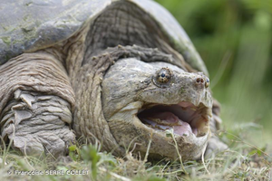 Tortue serpentine (La) © Françoise SERRE COLLET