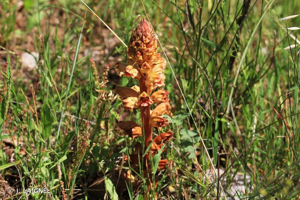 Orobanche des genêts, Orobanche du Genêt © J. LAIGNEL