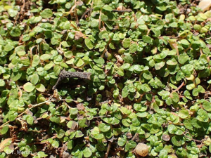 Soleirole de Soleirol, Helxine de Soleirol © 