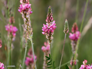 Sainfoin, Esparcette, Sainfoin à feuilles de Vesce © J. LAIGNEL