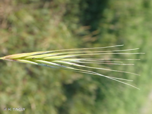 Brome stérile © H. TINGUY