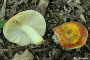 Russule dorée © R. Chalange