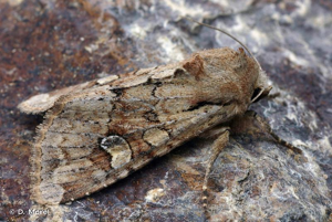 Noctuelle basilaire (La) © D. Morel