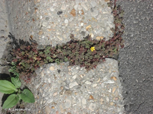 Oxalis corniculé, Trèfle jaune © A. Lacoeuilhe