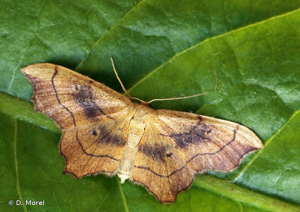 Echancrée (L') © D. Morel