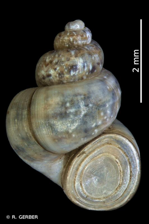 Bithynie nordique © R. GERBER