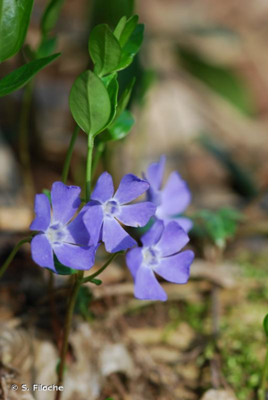 Petite pervenche, Violette de serpent © S. Filoche