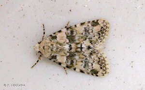 Bryophile perlée (La) © F. Michalke