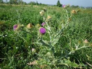 Onopordon faux-acanthe, Chardon aux ânes © P. Gourdain