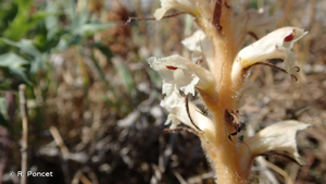 Orobanche violette, Orobanche du Panicaut © R. Poncet
