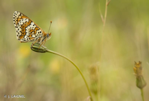Mélitée du Plantain (La), Déesse à ceinturons (La), Damier du Plantain (Le), Damier pointillé (Le), Damier (Le), Mélitée de la Piloselle (La) © J. LAIGNEL