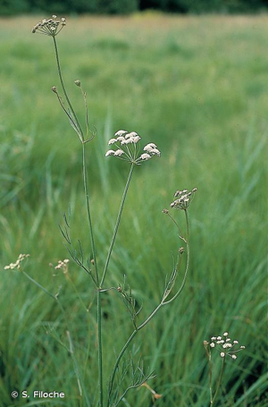 Oenanthe de Lachenal © S. Filoche
