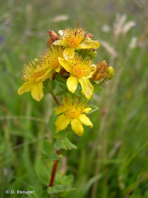 Millepertuis maculé, Millepertuis taché © O. Escuder