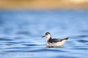 Phalarope à bec large © E. SANSAULT - ANEPE Caudalis