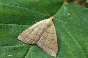 Herminie de la Vigne-blanche (L') © D. Morel