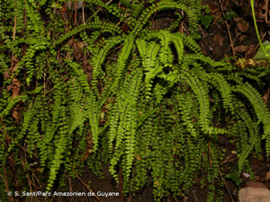 Capillaire © S. Sant/Parc Amazonien de Guyane