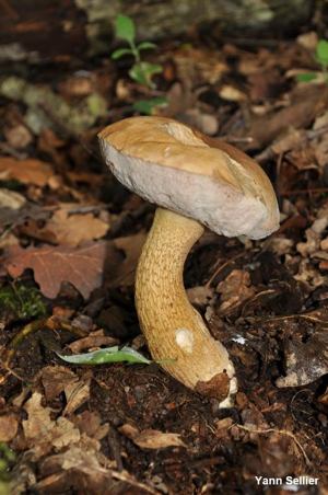 Bolet chicotin © Y. Sellier