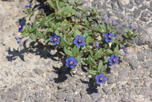 Mouron bleu © P. Gourdain