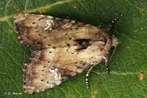 Noctuelle mignonne (La) © D. Morel