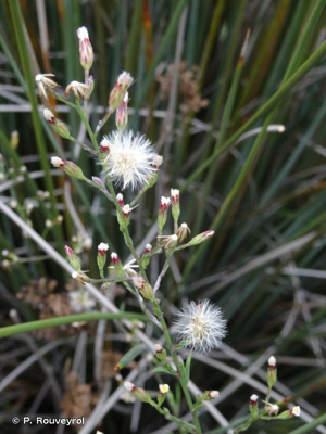 Aster écailleux © P. Rouveyrol