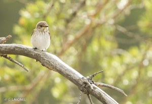 Gobemouche gris © J. LAIGNEL