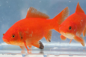 Carassin doré, Poisson rouge © T. Desvignes