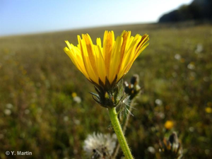 Herbe aux vermisseaux © 