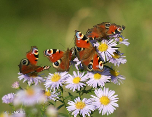 Paon-du-jour (Le), Paon de jour (Le), Oeil -de-Paon-du-Jour (Le), Paon (Le), Oeil-de-Paon (L') © J. LAIGNEL