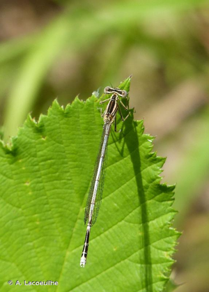 Agrion à larges pattes, Pennipatte bleuâtre © A. Lacoeuilhe