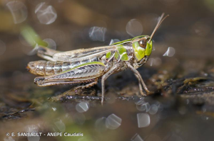Sténobothre nain © E. SANSAULT - ANEPE Caudalis
