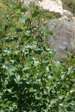 Aulne cordé, Aulne à feuilles en cœur, Aulne de Corse, Aune cordiforme © P. Gourdain
