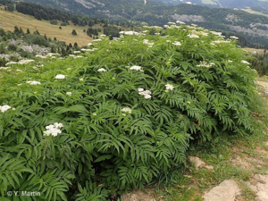 Sureau yèble, Herbe à l'aveugle © 