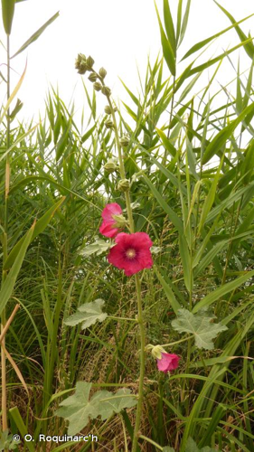 Rose trémière, Passerose © O. Roquinarc'h
