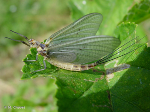 Mouche de mai © M. Chovet