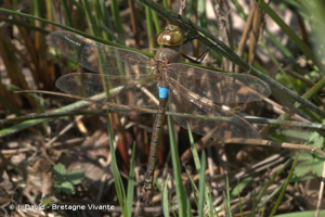 Anax porte-selle (L') © J. David - Bretagne Vivante