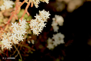 Orpin blanc © J. LAIGNEL
