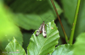 Mouche scorpion, Panorpe commune © J.-C. de Massary