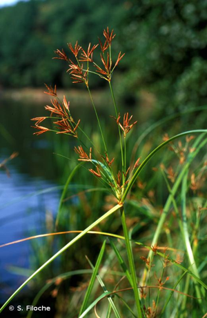 Souchet long, Souchet odorant © S. Filoche