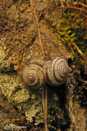 Hélicette du thym © O. Gargominy