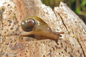 Semilimace commune © O. Gargominy