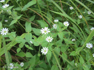 Stellaire aquatique, Céraiste d'eau © P. Rouveyrol